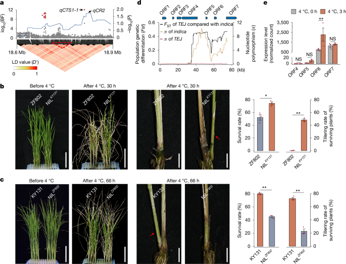 CHPO coordinates chilling recovery and nitrogen use in rice