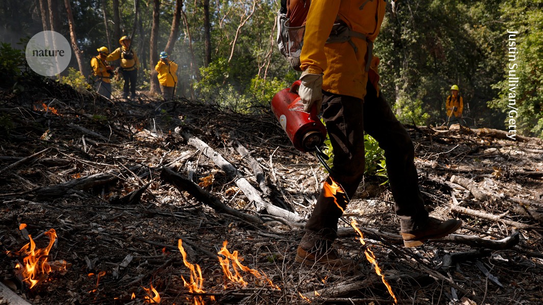 Fiery data hint that controlled forest fires benefit human health