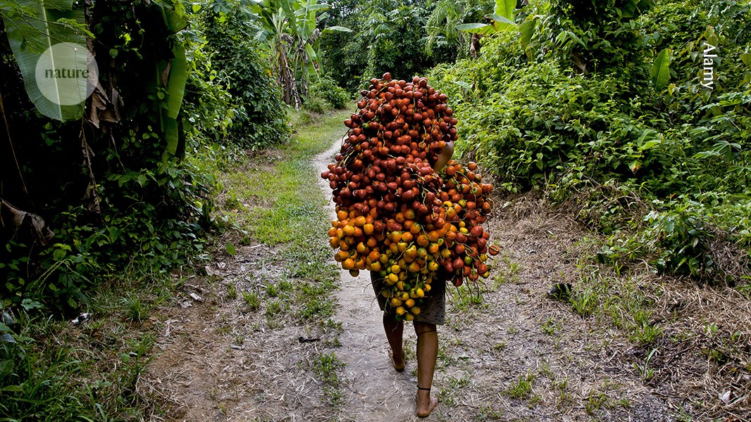 Regenerating people–nature relationships to counter biocultural erosion in the Amazon
