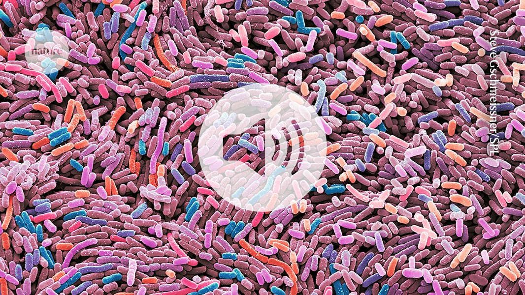 The probiotic bacteria engineered to treat diabetes